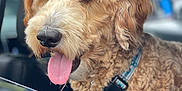 Koda joined the competition — help win amazing prizes! dog, curly_fur, tongue_out, collar, car_window, pet, animal, happy, close_up, canine, fur, summer, outdoor, transportation, vehicle, friendly, cute, domestic_animal, mammal, portrait