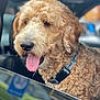 dog, curly_fur, tongue_out, collar, car_window, pet, animal, happy, close_up, canine, fur, summer, outdoor, transportation, vehicle, friendly, cute, domestic_animal, mammal, portrait