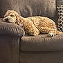 Koda is registered to the contest to win money with this photo: dog, sleeping, couch, brown, curly_fur, pet, indoor, cozy, pillow, relaxed, furniture, home, canine, resting, living_room, curled_up, paw, collar, carpet, decor