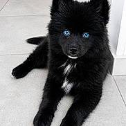 Yuna participe au concours pour gagner de l'argent avec cette photo : adorable, animal, black_fur, blue_eyes, cute, dog, doorway, fluffy, high_contrast, home, indoors, lying_down, pet, photography, pointed_ears, portrait, puppy, short_muzzle, tile_floor, white_markings
