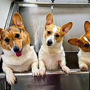 Cuyper Izzy And Loki joined the competition — help win amazing prizes! animal, brown_white_fur, companions, corgi, curious, cute, dog, ears, friendly, fur, head_tilt, indoor, looking, metal_sink, paw, pet, playful, portrait, three_dogs, tongue_out