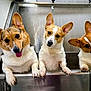 animal, brown_white_fur, companions, corgi, curious, cute, dog, ears, friendly, fur, head_tilt, indoor, looking, metal_sink, paw, pet, playful, portrait, three_dogs, tongue_out