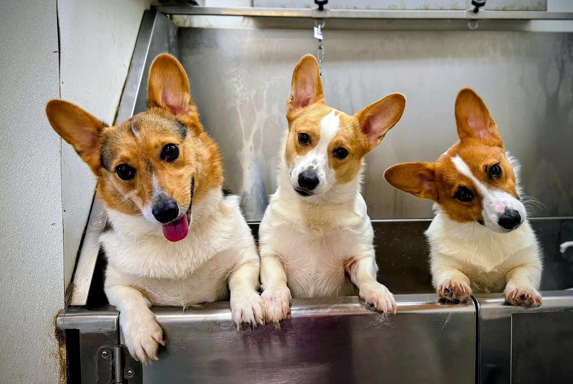 Cuyper Izzy And Loki