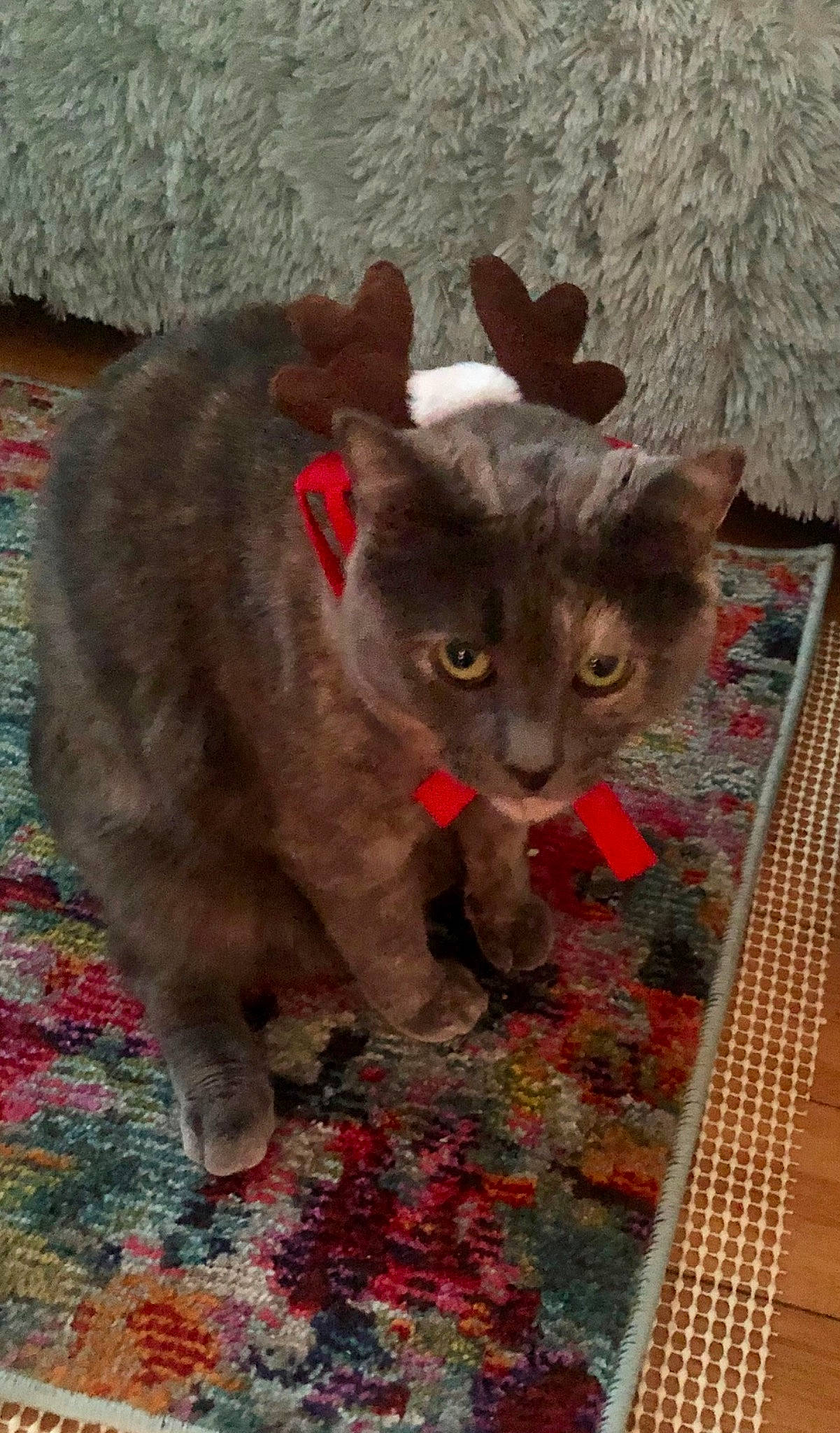 Harriet is registered to the contest to win money with this photo: black_cat, canidae, carnivore, cat, cat_toy, claw, domestic_short_haired_cat, eye, fawn, felidae, flooring, fur, paw, plant, small_to_medium_sized_cats, tail, terrestrial_animal, whiskers, wildlife, wood