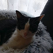 Mounette participe au concours pour gagner de l'argent avec cette photo : animal, black_and_white, cat, closeup, cozy, curtain, domestic_animal, ears, feline, fluffy, furniture, home, indoor, pet_bed, relaxing, resting, sleepy, soft_texture, whiskers, window