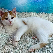 Leo is registered to the contest to win money with this photo: animal, cat, cozy, cute, domestic_cat, feline, fluffy_rug, fur, indoor, kitten, lying_down, orange_and_white, paws, pet, portrait, relaxed, resting, soft_texture, whiskers, young_cat