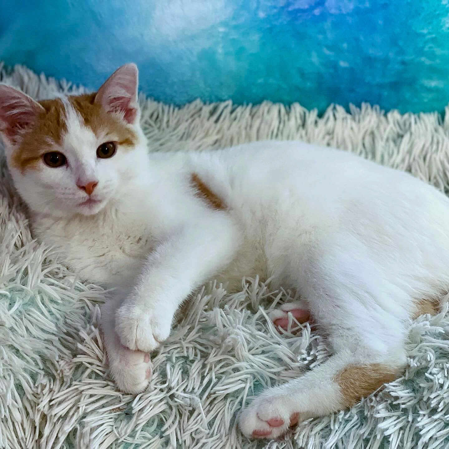 Leo