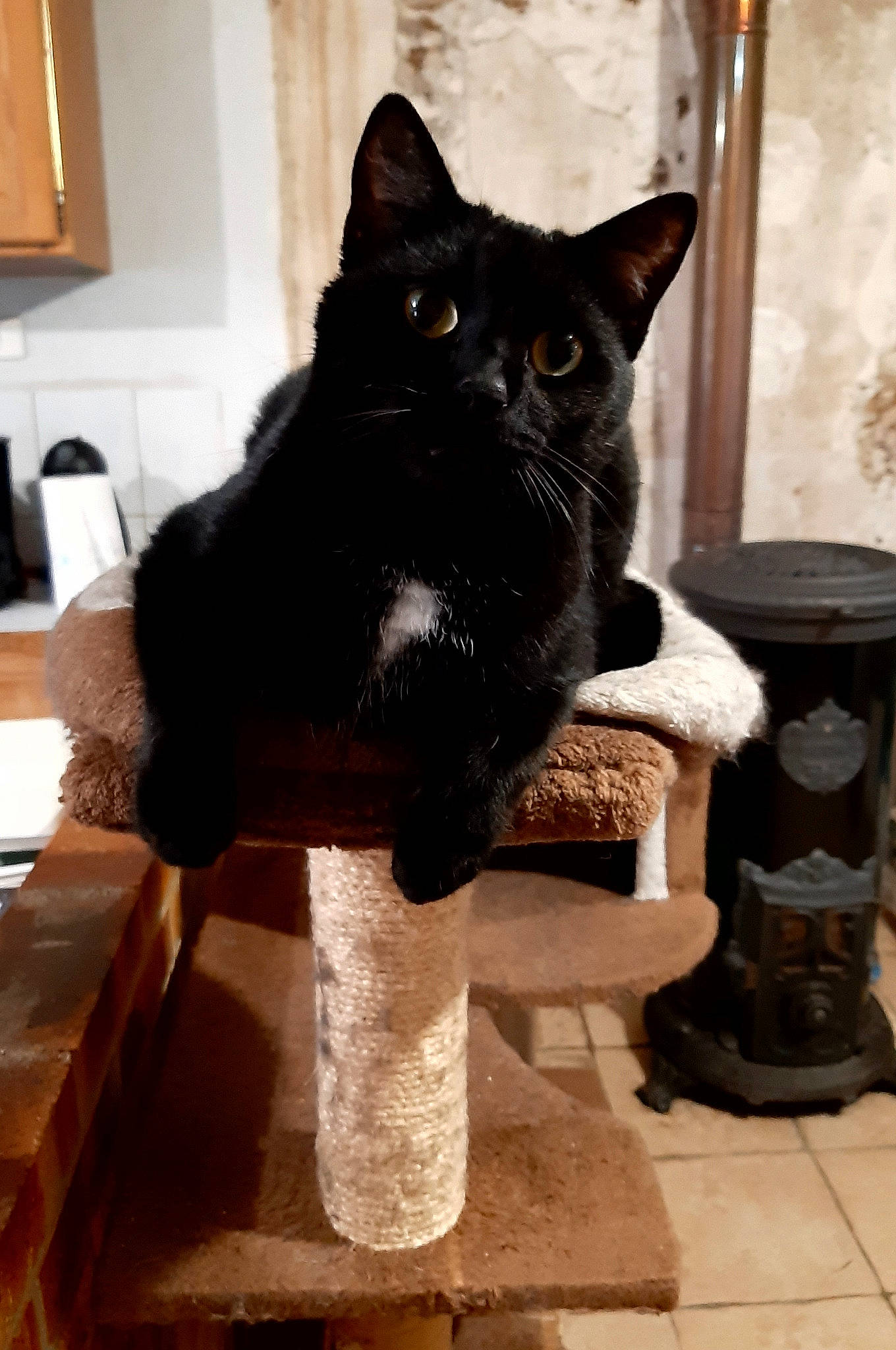 Fury participe au concours pour gagner de l'argent avec cette photo : black_cat, bombay, carnivore, cat, domestic_short_haired_cat, felidae, flooring, fur, grey, plant, room, sitting, small_to_medium_sized_cats, snout, stairs, tail, terrestrial_animal, tree, whiskers, window