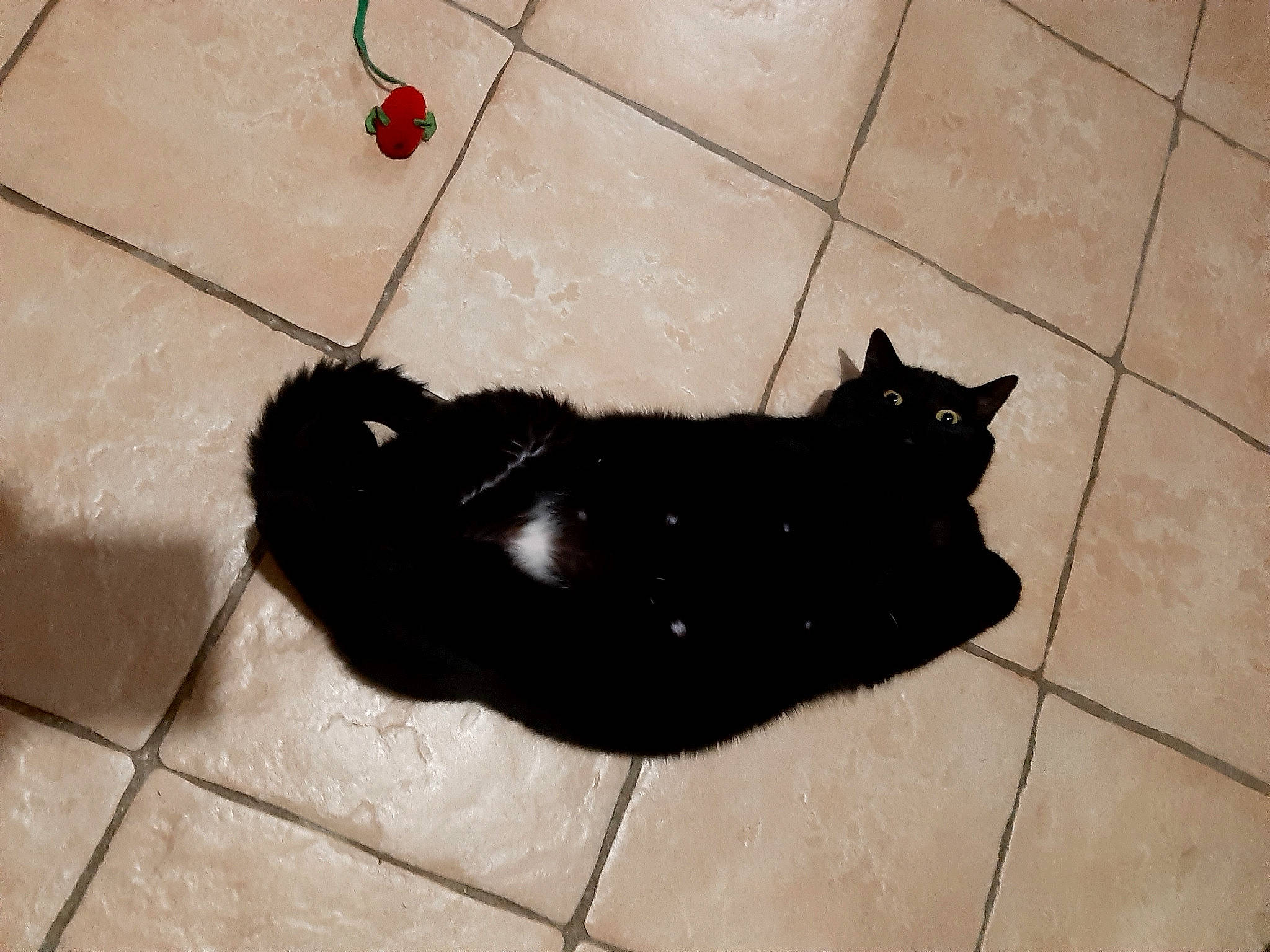 Krokmou participe au concours pour gagner de l'argent avec cette photo : black_cat, bombay, carnivore, cat, claw, dog_breed, domestic_short_haired_cat, felidae, floor, flooring, fur, grey, mammal, road_surface, shadow, small_to_medium_sized_cats, tail, terrestrial_animal, vertebrate, whiskers