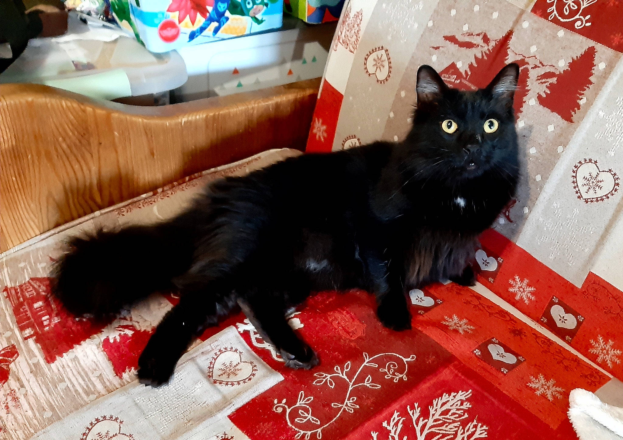 Aragog participe au concours pour gagner de l'argent avec cette photo : black_cat, bombay, box, carnivore, carton, cat, claw, comfort, domestic_short_haired_cat, felidae, flooring, fur, paw, shipping_box, small_to_medium_sized_cats, snout, tail, terrestrial_animal, whiskers, window