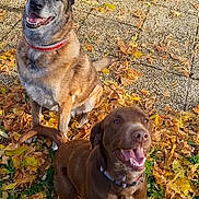 Tao Et Chanel a rejoint le concours — aidez-le/la à gagner de superbes lots ! autumn, brown_dog, canine, collar, dog, fall, friendly, garden, grass, happy, leaves, nature, outdoor, pavement, pet, playful, sitting, smiling, sunlight, tan_dog
