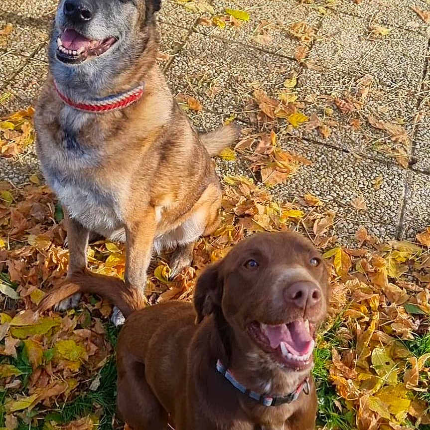Tao Et Chanel a rejoint le concours — aidez-le/la à gagner de superbes lots ! autumn, brown_dog, canine, collar, dog, fall, friendly, garden, grass, happy, leaves, nature, outdoor, pavement, pet, playful, sitting, smiling, sunlight, tan_dog