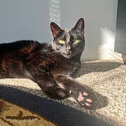 Challa is registered to the contest to win money with this photo: black_cat, cat, pet, animal, sunlight, carpet, paw, green_eyes, relaxing, indoor, feline, whiskers, cute, closeup, domestic_cat, shadow, floor, wall, patterned_rug, cozy