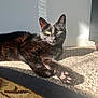 black_cat, cat, pet, animal, sunlight, carpet, paw, green_eyes, relaxing, indoor, feline, whiskers, cute, closeup, domestic_cat, shadow, floor, wall, patterned_rug, cozy