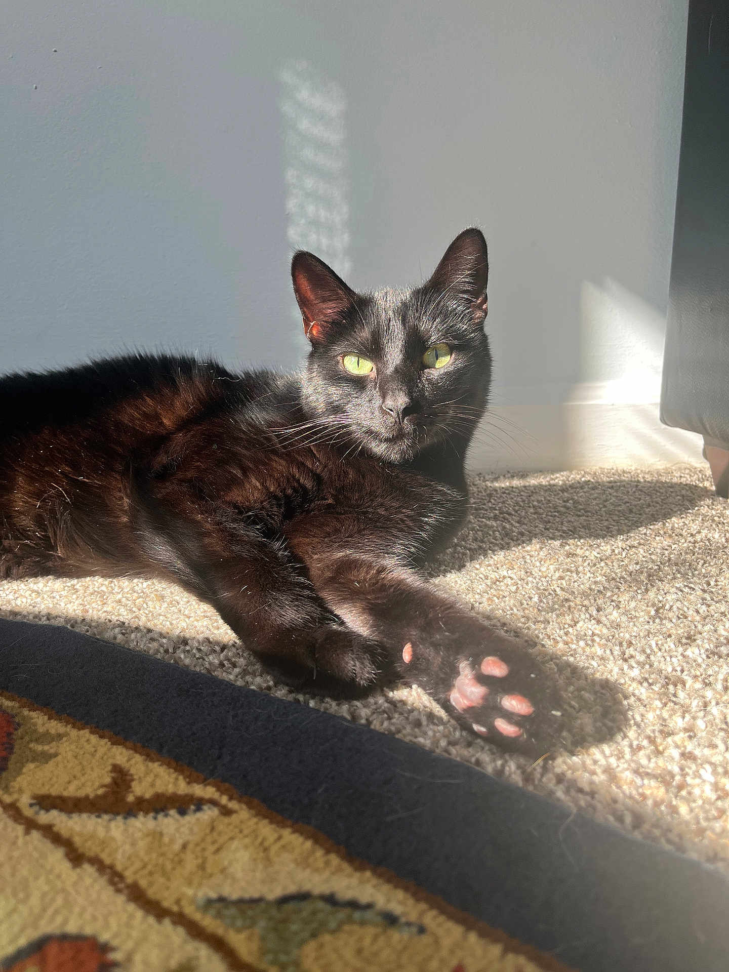 Challa is registered to the contest to win money with this photo: black_cat, cat, pet, animal, sunlight, carpet, paw, green_eyes, relaxing, indoor, feline, whiskers, cute, closeup, domestic_cat, shadow, floor, wall, patterned_rug, cozy