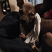 Peggy Sue is registered to the contest to win money with this photo: animal, bed, blanket, cloth, comfort, cozy, curious, dark, dog, domestic, ears, fabric, fan, fur, indoor, looking, pet, resting, shoes, small_dog