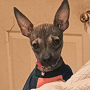 Peggy Sue is registered to the contest to win money with this photo: alert, animal, black, blanket, brown, canine, closeup, clothing, collar, cute, dog, door, doorknob, ears, face, fur, indoor, looking, pet, small_dog