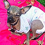 Peggy Sue joined the competition — help win amazing prizes! animal, blanket, canine, collar, cute, dog, ears, fur, grass, leash, leaves, nature, outdoor, pet, pink_blanket, relaxed, resting, shirt, small_dog, white_shirt