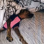 Peggy Sue is registered to the contest to win money with this photo: animal, bed, blanket, canine, comfort, cozy, cute, dog, domestic, fur, indoor, nail, pattern, paw, pet_clothing, relaxation, resting, sleeping, snout, textile