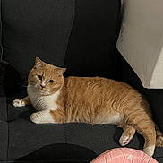 Lune is registered to the contest to win money with this photo: cat, orange_cat, white_cat, pet, indoor, couch, furniture, pink_cushion, heart_pattern, relaxed, animal, mammal, cute, domestic_cat, resting, cozy, living_room, soft_fabric, whiskers, curious