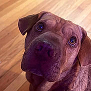 Ruffles is registered to the contest to win money with this photo: dog, brown_dog, pet, canine, close_up, indoor, wooden_floor, looking_up, ears, fur, animal, mammal, companion, portrait, expression, face, whiskers, nose, cute, domestic
