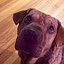 dog, brown_dog, pet, canine, close_up, indoor, wooden_floor, looking_up, ears, fur, animal, mammal, companion, portrait, expression, face, whiskers, nose, cute, domestic