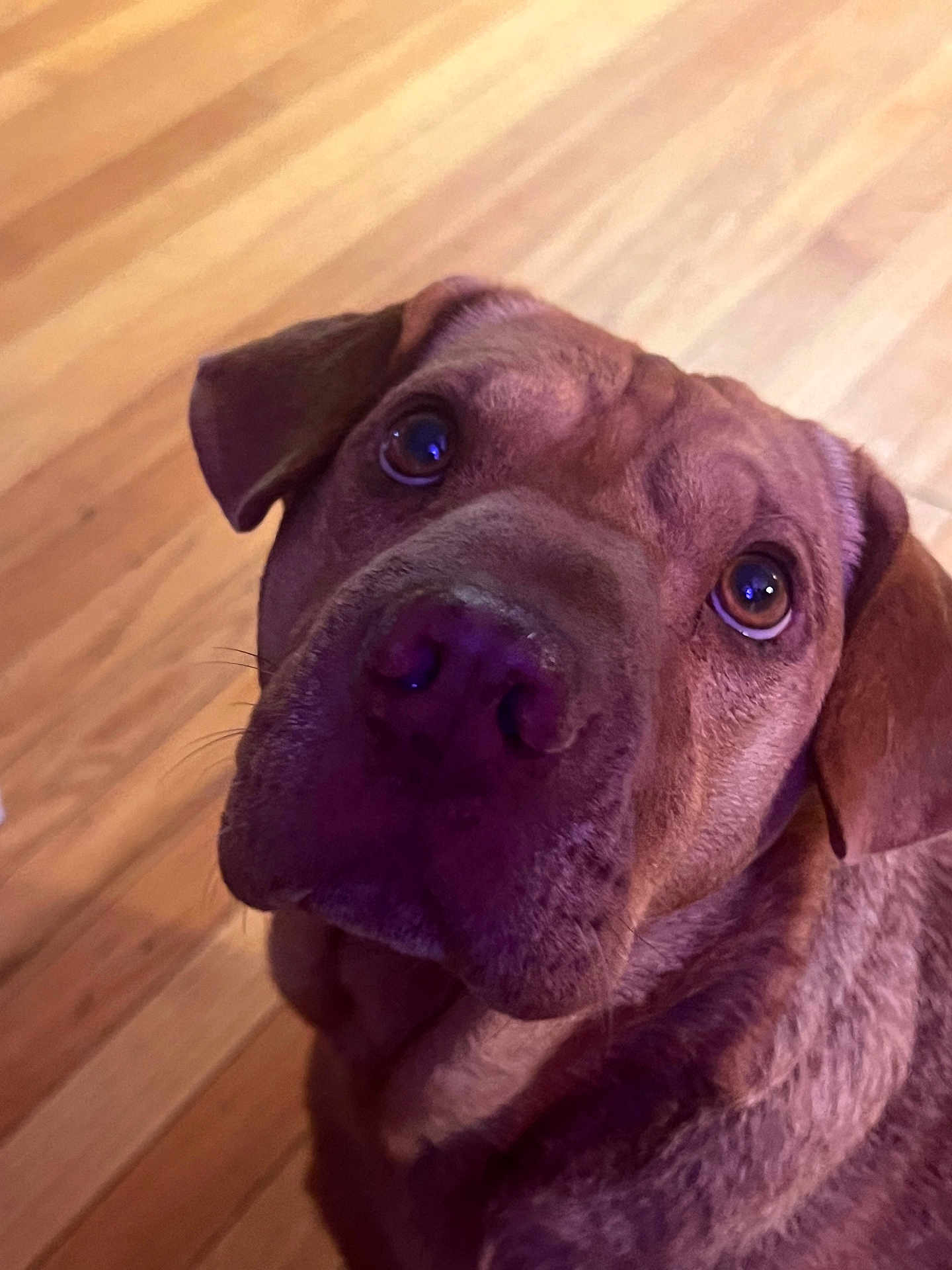 Ruffles is registered to the contest to win money with this photo: dog, brown_dog, pet, canine, close_up, indoor, wooden_floor, looking_up, ears, fur, animal, mammal, companion, portrait, expression, face, whiskers, nose, cute, domestic