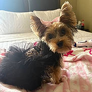 Mimi Chanel is registered to the contest to win money with this photo: animal, bed, bedroom, black, blanket, bow, cozy, cute, decor, dog, fur, headwear, indoors, pet, pink, sitting, small_dog, soft_light, toy, tutu