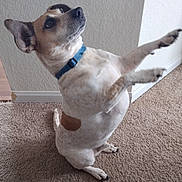 Cooper is registered to the contest to win money with this photo: alert, animal, begging, brown_spot, canine, carpet, collar, cute, dog, domestic, ears, floor, fur, home, indoor, paw, pet, sitting, wall, white_fur