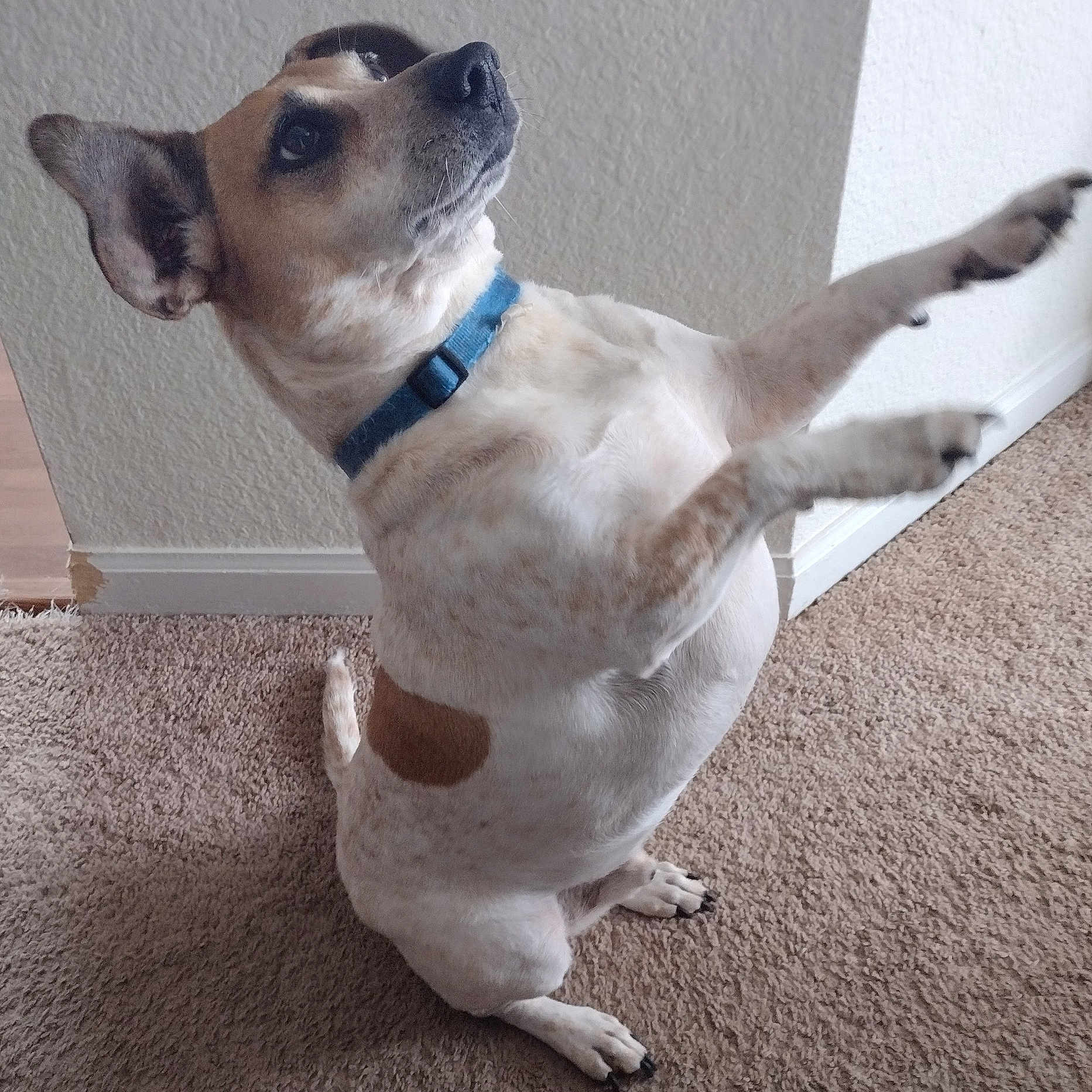 Cooper
