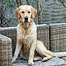 dog, golden_retriever, animal, pet, outdoor, sofa, wicker_furniture, plant, tree, leaf, canine, sitting, fur, portrait, nature, relaxing, calm, domestic_animal, companion, garden