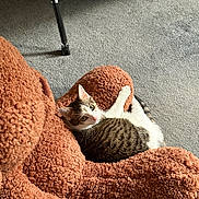 Maximus joined the competition — help win amazing prizes! animal, carpet, cat, cozy, curious, cushion, feline, floor, home, indoor, looking_up, pet, plush, relaxing, resting, soft_texture, stuffed_toy, tabby_cat, teddy_bear, white_cat