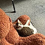 animal, carpet, cat, cozy, curious, cushion, feline, floor, home, indoor, looking_up, pet, plush, relaxing, resting, soft_texture, stuffed_toy, tabby_cat, teddy_bear, white_cat