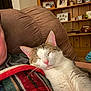 Maximus is registered to the contest to win money with this photo: animal, blanket, cat, comfort, couch, cozy, fur, home, indoor, person, pet, photoframe, pillow, pink_nose, plaid, relaxation, shelf, sleeping, whiskers, wooden_furniture