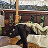 Nami participe au concours pour gagner de l'argent avec cette photo : black_cat, cat, pet, animal, wooden_box, blanket, outdoor, balcony, umbrella, striped, tassels, paw, curious, relaxed, feline, green_eyes, daylight, wood, decor, cozy