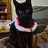 Nami a rejoint le concours — aidez-le/la à gagner de superbes lots ! black_cat, cat, pet, animal, indoors, blanket, cozy, yellow_eyes, feline, collar, jingle_bells, holiday, cute, domestic_cat, sitting, fur, whiskers, soft_lighting, home_interior, cushion