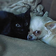 Nami participe au concours pour gagner de l'argent avec cette photo : black_cat, cream_dog, snuggling, blanket, cozy, pet, animal, indoor, close_up, friendship, cute, furry, companion, relaxed, resting, soft_texture, domestic, cute_animals, pair, warmth