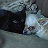 black_cat, cream_dog, snuggling, blanket, cozy, pet, animal, indoor, close_up, friendship, cute, furry, companion, relaxed, resting, soft_texture, domestic, cute_animals, pair, warmth
