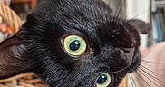 Nami a rejoint le concours — aidez-le/la à gagner de superbes lots ! black_cat, cat, animal, pet, indoor, closeup, face, whiskers, ears, eyes, curious, wicker_chair, furniture, yellow_eyes, playful, domestic_cat, house, cozy, soft_lighting, portrait