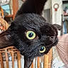 black_cat, cat, animal, pet, indoor, closeup, face, whiskers, ears, eyes, curious, wicker_chair, furniture, yellow_eyes, playful, domestic_cat, house, cozy, soft_lighting, portrait