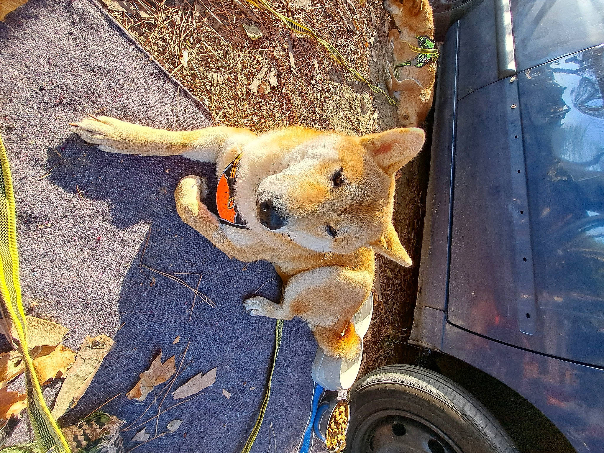 Titus a rejoint le concours — aidez-le/la à gagner de superbes lots ! asphalt, automotive_exterior, automotive_tire, car, fawn, fender, grass, hood, motor_vehicle, rim, road_surface, snout, synthetic_rubber, tire, tread, vehicle, vehicle_door, wheel, wood, working_animal