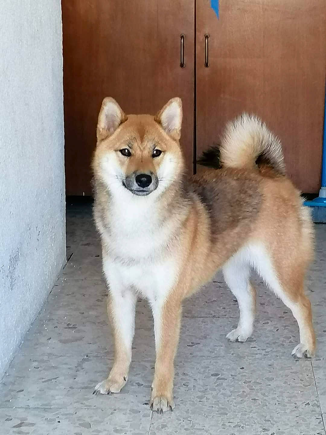 Sosca a rejoint le concours — aidez-le/la à gagner de superbes lots ! ancient_dog_breeds, canidae, carnivore, companion_dog, dog, dog_breed, fawn, fur, non_sporting_group, snout, sporting_group, tail, terrestrial_animal, working_animal, working_dog