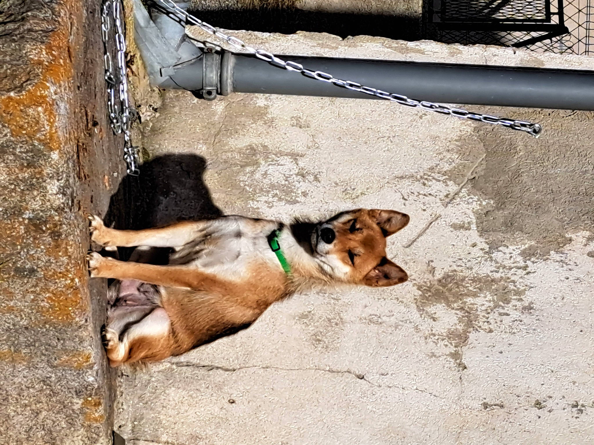 Sosca participe au concours pour gagner de l'argent avec cette photo : beagle, carnivore, collar, companion_dog, concrete, dog, dog_breed, fawn, hound, pet_supply, road, road_surface, scent_hound, sidewalk, snout, sporting_group, street, street_dog, wood, working_animal