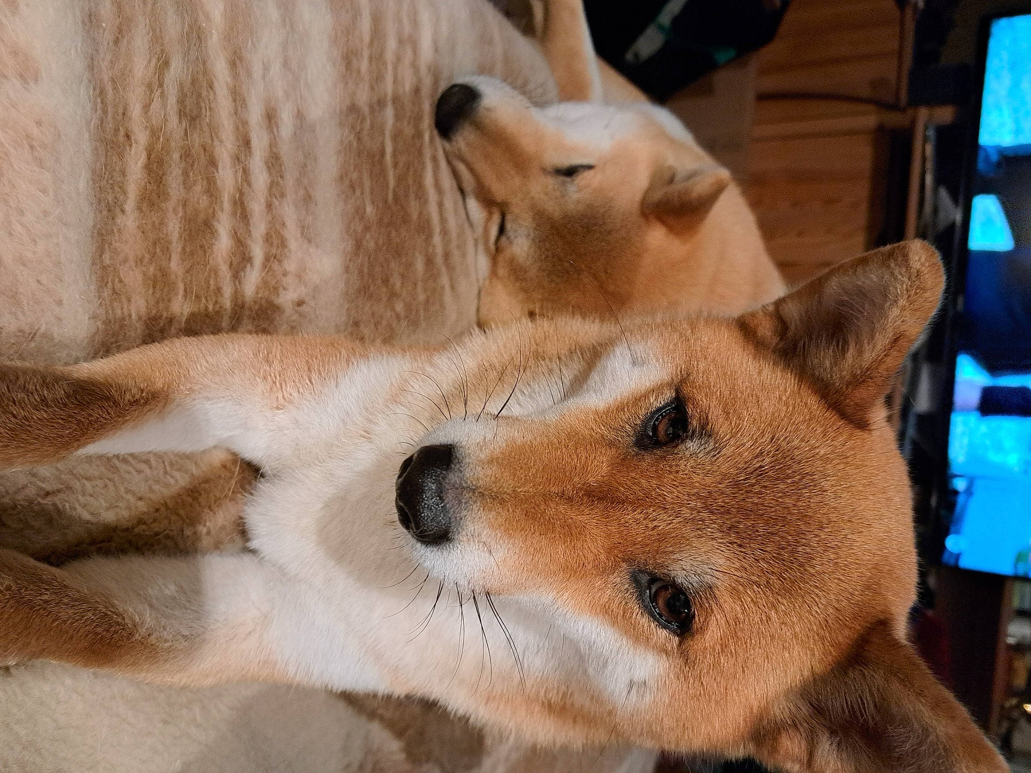 Sosca a rejoint le concours — aidez-le/la à gagner de superbes lots ! ancient_dog_breeds, canidae, canis, carnivore, companion_dog, dingo, dog, dog_breed, fawn, fox, fur, non_sporting_group, snout, spitz, sporting_group, terrestrial_animal, whiskers, wildlife, wood, working_animal