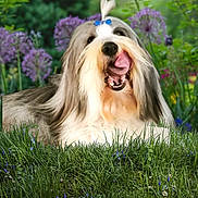 Vivaldi participe au concours pour gagner de l'argent avec cette photo : dog, fluffy, bow, tongue_out, grass, flowers, purple_flowers, greenery, happy, playful, pet, outdoor, nature, canine, fur, animal, smiling, closeup, summer, garden