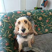 Unès a rejoint le concours — aidez-le/la à gagner de superbes lots ! dog, couch, floral_pattern, blanket, indoor, furniture, pet, brown, white, gray, curious, canine, household, seated, looking_at_camera, face, ears, fur, snout, chair