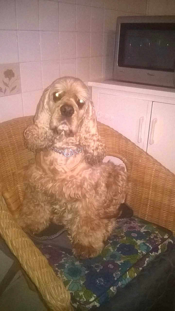 Philou participe au concours pour gagner de l'argent avec cette photo : dog, wicker_chair, curly_fur, chain_collar, fluffy, indoor, kitchen, microwave, tiled_wall, cushion, floral_pattern, pet, animal, seated, looking_at_camera, flash_reflection, home, furniture, domestic, companion
