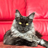 Ahdès participe au concours pour gagner de l'argent avec cette photo : cat, maine_coon, yellow_eyes, fur, pet, animal, indoor, red_couch, leather, relaxing, portrait, feline, whiskers, ears, paws, resting, cute, fluffy, domestic_cat, looking