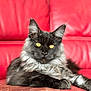 cat, maine_coon, yellow_eyes, fur, pet, animal, indoor, red_couch, leather, relaxing, portrait, feline, whiskers, ears, paws, resting, cute, fluffy, domestic_cat, looking