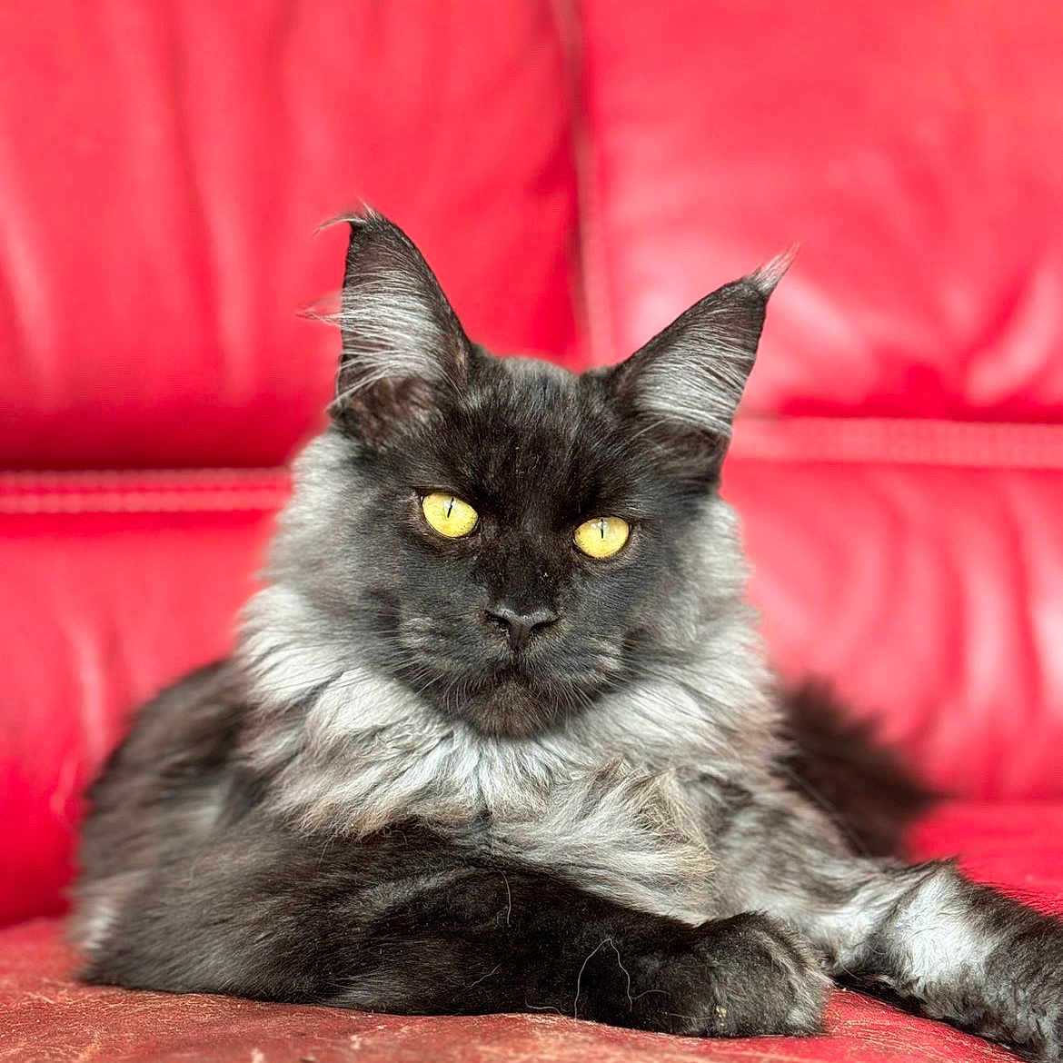 Ahdès participe au concours pour gagner de l'argent avec cette photo : animal, cat, cute, domestic_cat, ears, feline, fluffy, fur, indoor, leather, looking, maine_coon, paws, pet, portrait, red_couch, relaxing, resting, whiskers, yellow_eyes